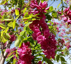 香花槐价格报价信息，公分香花槐价格