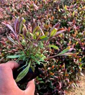 山桃草的花语和寓意，山桃草的花语是