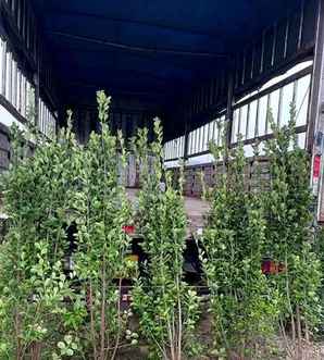 北海道黄杨种植密度多少棵合适？，北海道黄杨1米栽植多少棵呢