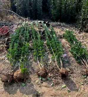 北海道黄杨种植密度，北海道黄杨种植密度一米20棵