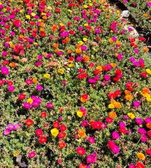 太阳花哪个季节开花，太阳花生长开花过程