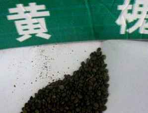 黄槐决明的种子是决明子吗，黄槐决明种子