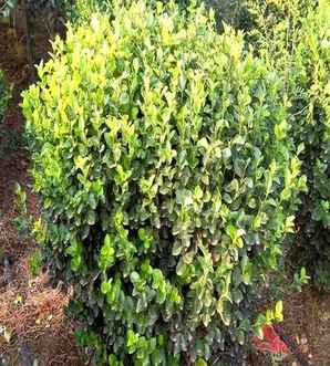 卫矛球种植季节和方法，卫矛球养殖方法