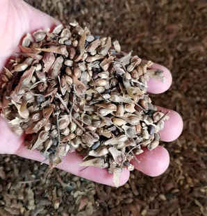 红枫盆栽种子的种植方法和注意事项
