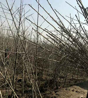 银杏树小苗种植用什么土壤，银杏树怎么调节土壤