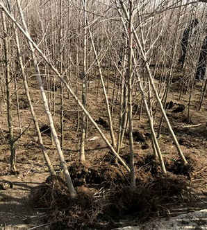 银杏树怎么种植，银杏树种植行距