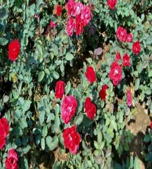 红帽月季的种植方法，红帽子月季的养殖方法
