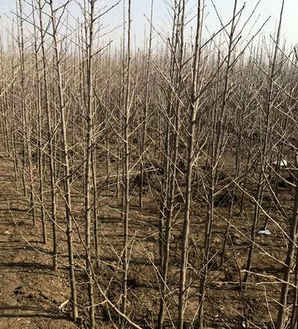 银杏树怎么种植，银杏树种植行距