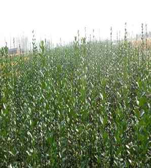 北海道黄杨用什么肥料，北海道黄杨的种植密度