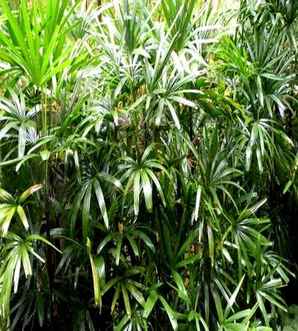 棕竹与棕榈树哪个好养，棕竹怎么养才能更旺盛