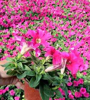 夏季种什么花种子
