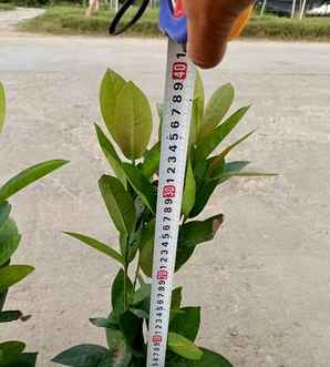 龙船花掉叶子怎么办，龙船花
