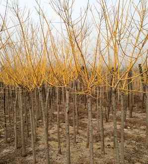 黄花槐容易招虫子吗，黄花槐虫害处理方法