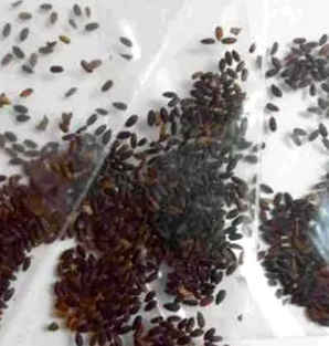 生石花种子的储存方法，生石花种子种了10天