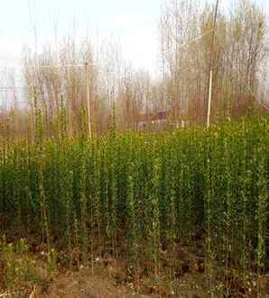 北海道黄杨什么时候种植最好，北海道黄杨的种植注意事项