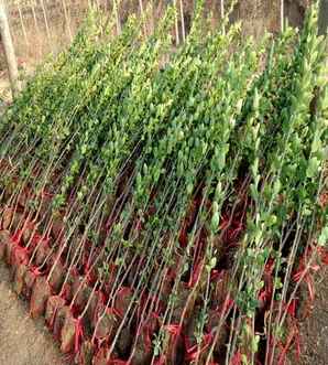 北海道黄杨什么时候种植最好，北海道黄杨的种植注意事项