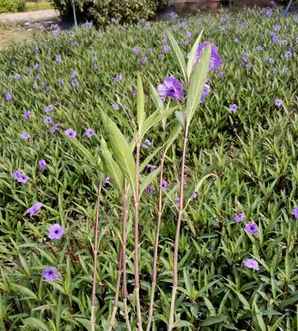 紫花翠芦莉种植规格，紫花翠芦莉