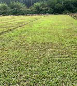 大叶油草，大叶油草报价