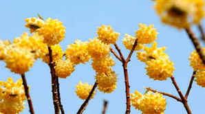 结香花图片大全及价格，结香花图片