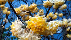 结香花图片大全及价格，结香花图片
