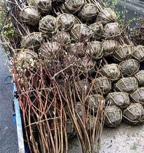 结香花图片大全及价格，结香花图片