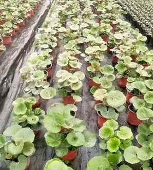 大吴风草植物图片，大吴风草是什么