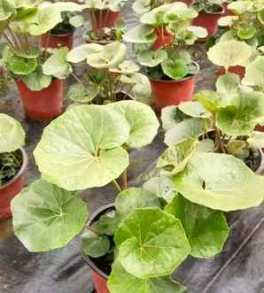 大吴风草植物图片，大吴风草是什么