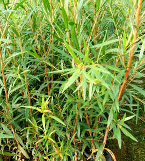 红千层花种子，植物红千层花图片