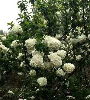 木绣球花语，中华木绣球科花语