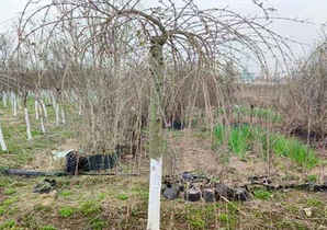 山东3公分丁香价格多少钱一棵，公分垂枝丁香价格