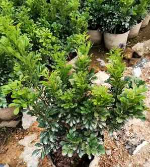 米兰花小苗价格多少，米兰花小苗批发基地