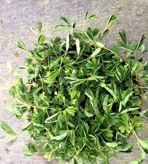 含羞草价格，含羞草植物价格多少