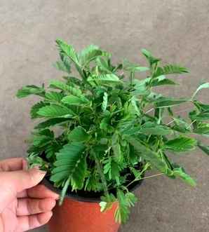 含羞草种子一斤多少钱，含羞草植物批发价格表