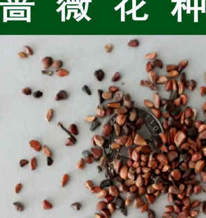 蔷薇种子生根的方法，蔷薇种子的养殖方法