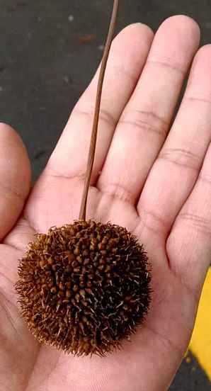 法桐树的种子种植方法，法桐树种子价格