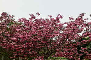 河津樱种植条件，公分河津樱价格