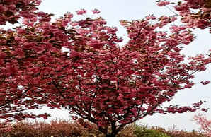 河津樱种植条件，公分河津樱价格