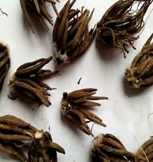 毛茛花种子保存条件要求，毛茛花种子要泡吗