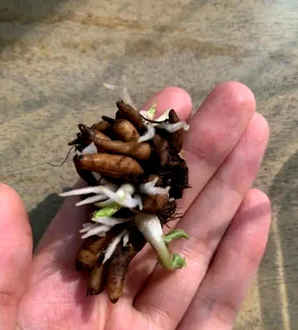 毛茛花种子保存条件要求，毛茛花种子要泡吗
