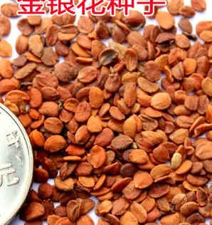 金银花种子的种植方法，金银花的种子几月成熟