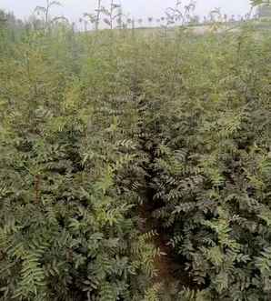 大红袍花椒苗价格，甘肃大红袍花椒最新价格