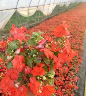 凤仙花种子播种的方法，凤仙花