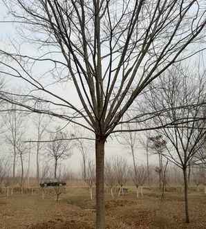 红榉的病虫害防治，红榉种子怎么种植