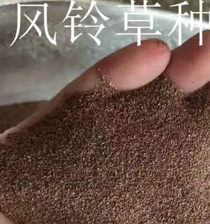 风铃草花种子怎么养活的，风铃草种子可以泡水吗