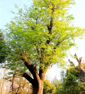造型榔榆树山东，造型榔榆树