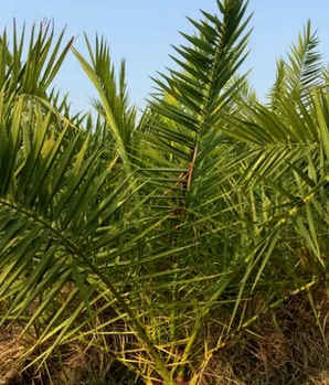 加纳利海枣移栽法，加拿利海枣小苗盆栽移植办法