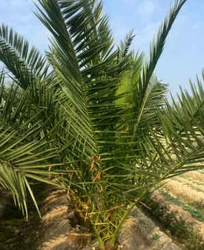 加纳利海枣移栽法，加拿利海枣小苗盆栽移植办法