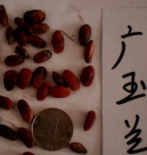 玉兰树种子图片，怎么种玉兰树种子