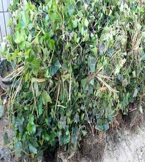 常青藤高度120cm价格，常青藤植物小苗价格多少