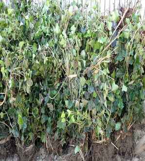 常青藤高度120cm价格，常青藤植物小苗价格多少